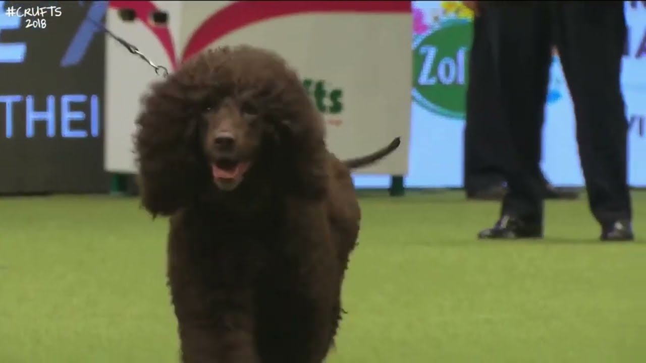 Best of Breed, Gundog Group|SPANIEL(IRISH WATER)|(2017-2022)