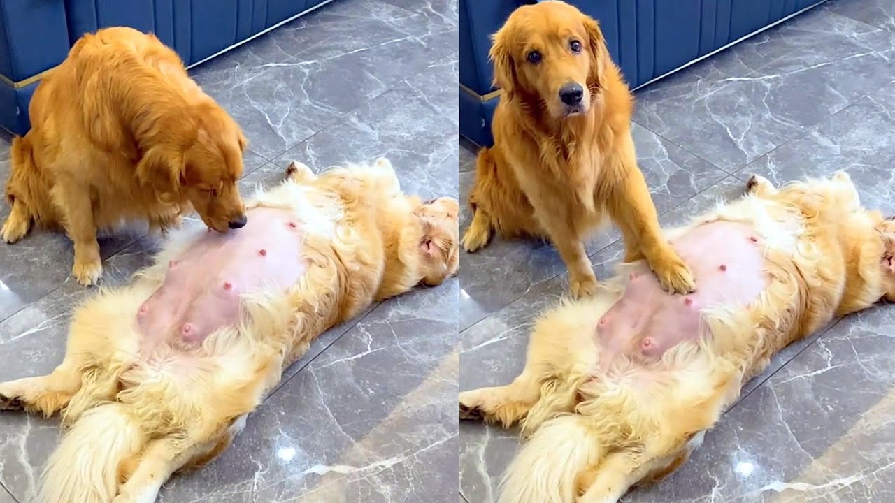 神犬豆豆 - 神犬路虎 - 狗救主人 ,路虎真听话，永远爱路虎 ! 聪明的狗对人类的生活友好！。轮胎照顾怀孕媳妇真到位.#2