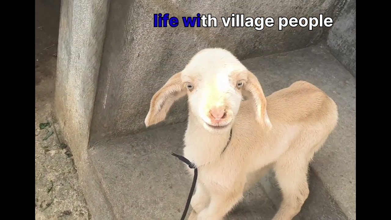 ###🐏🐮 trending video from  life with village people 🌱