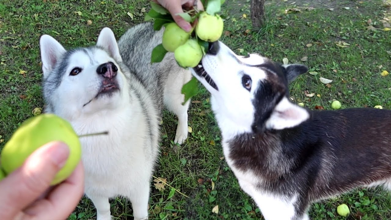 Husky Picking Apples To Make DOG TREATS