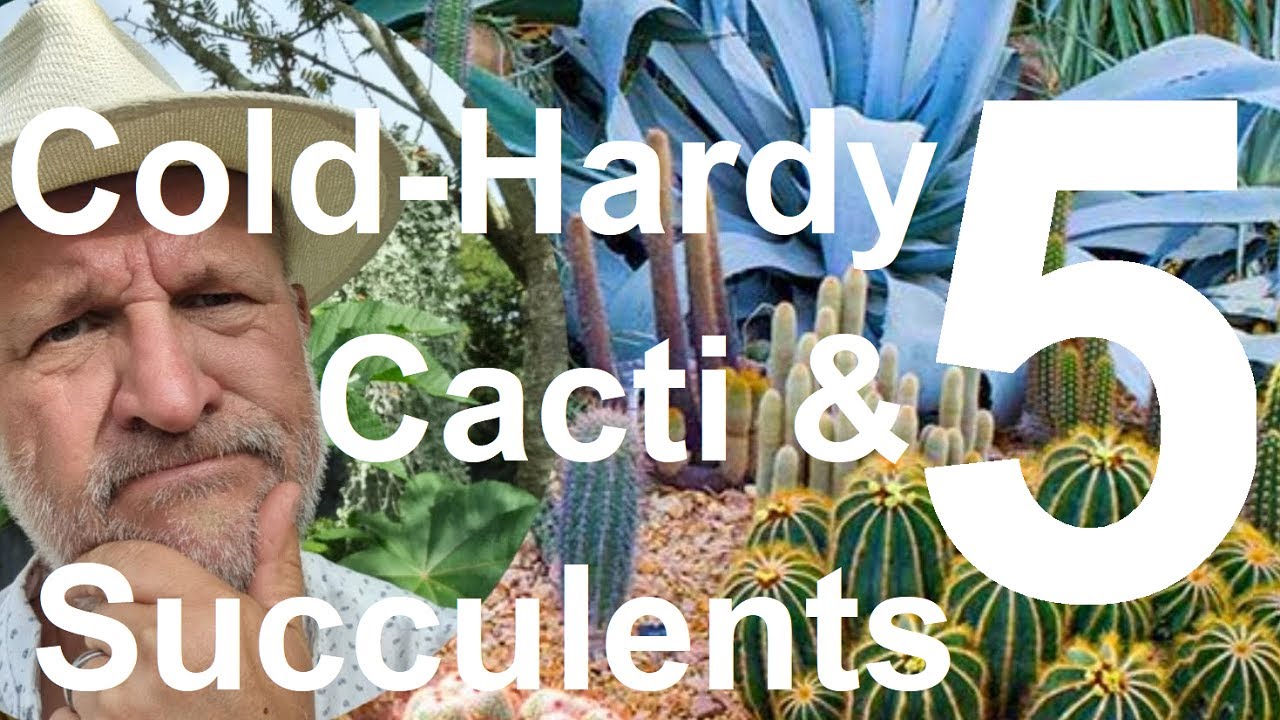 Tropical Gardens UK:  Five Cold Hardy Cacti and Succulents