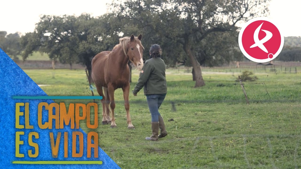 La yegua de Chabeli permanece aún en la dehesa | El campo es vida