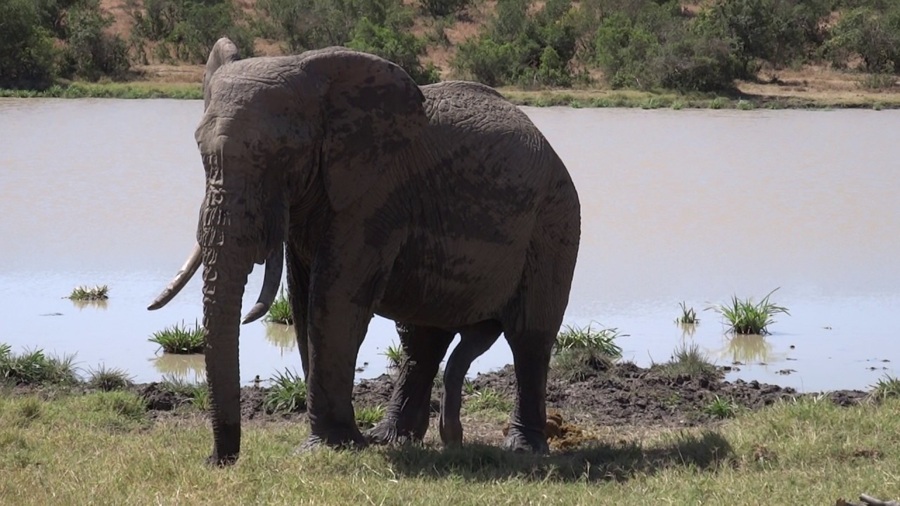 5 Legs...Big male Elephant with 5 legs...Mount Kenya NP - Jan. 2017