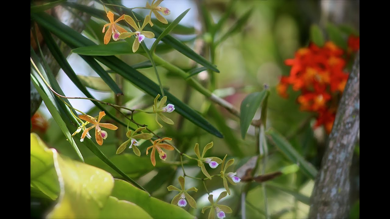 ALL ABOUT ENCYCLIA TAMPENSIS - culture, care, tips
