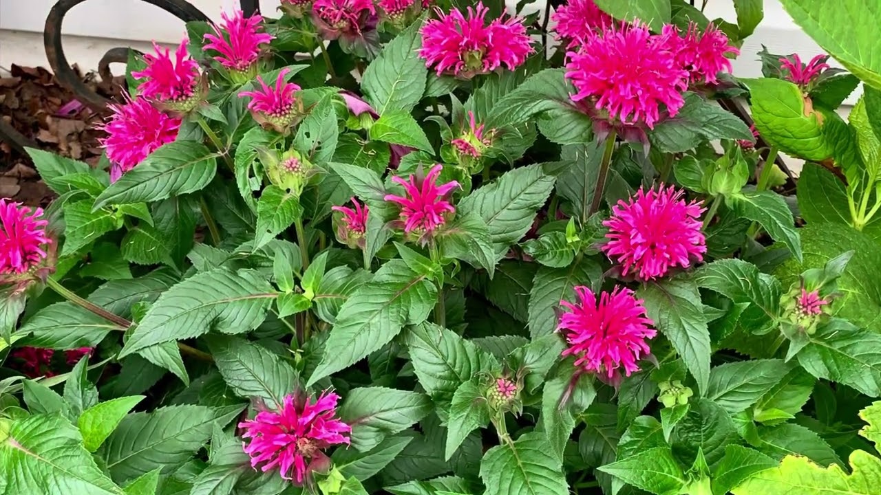 7 Great Native Plants for the Zone 7 Mid-Atlantic Garden and Beyond!