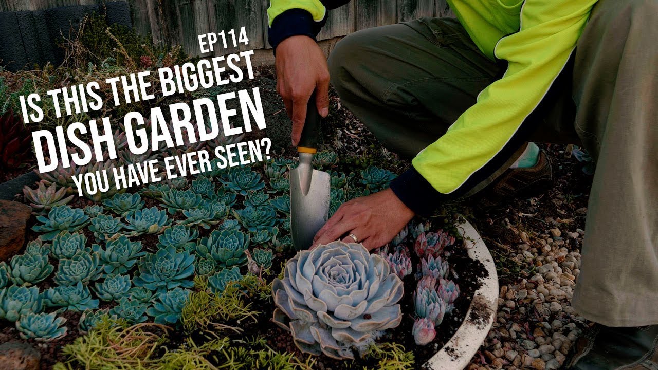 #114 Creating a MASSIVE succulent bowl arrangement - the Patreon Shrine part 4