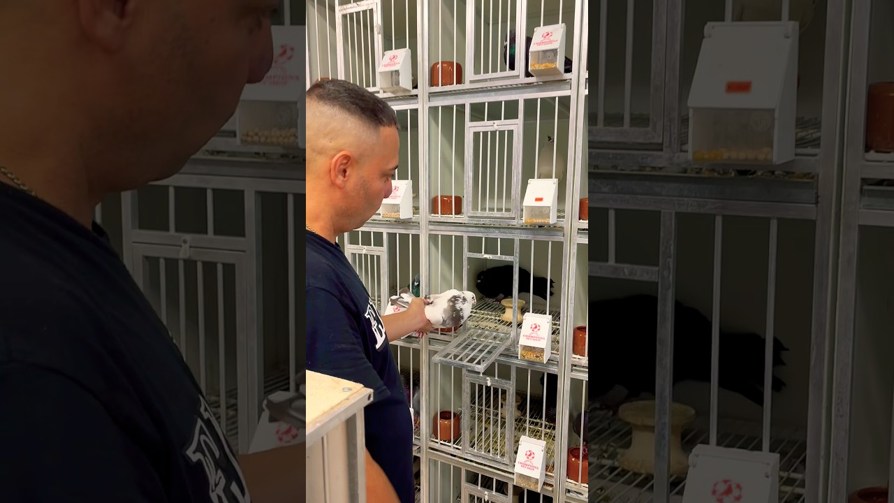 Зоомагазин Champion Pet Shop &mdash; Майами, Флорида #голубь #кубинскиеголубятники #голубятники