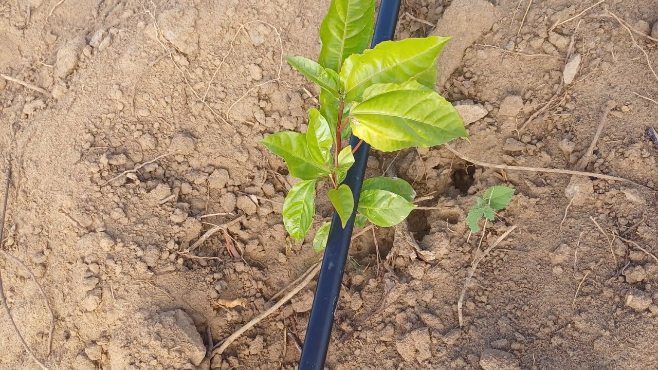 OLHA SÓ COMO ESTÁ A NOSSA PLANTAÇÃO DE MARACUJÁ!@edinalvaaraujoevariedades6940