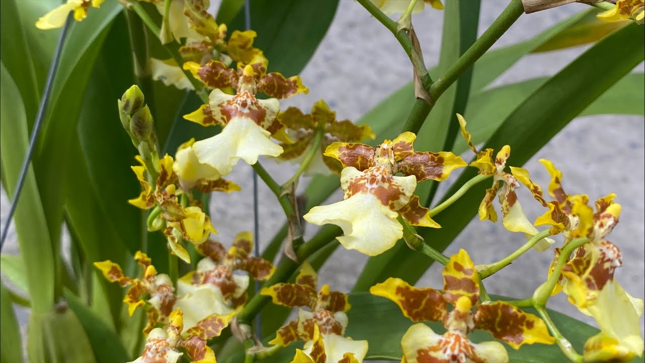 THIẾT KẾ DENDRO, HỒ ĐIỆP CHÓP, SONIA, HAPPY,….❤️☎️0903177978