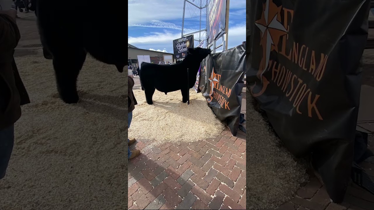 2 display bulls 