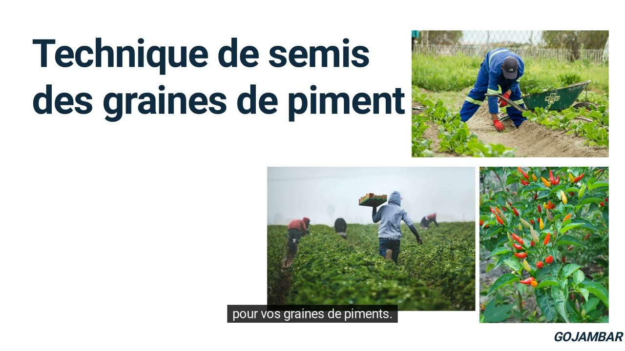 Maraichage du piment  Technique de semis