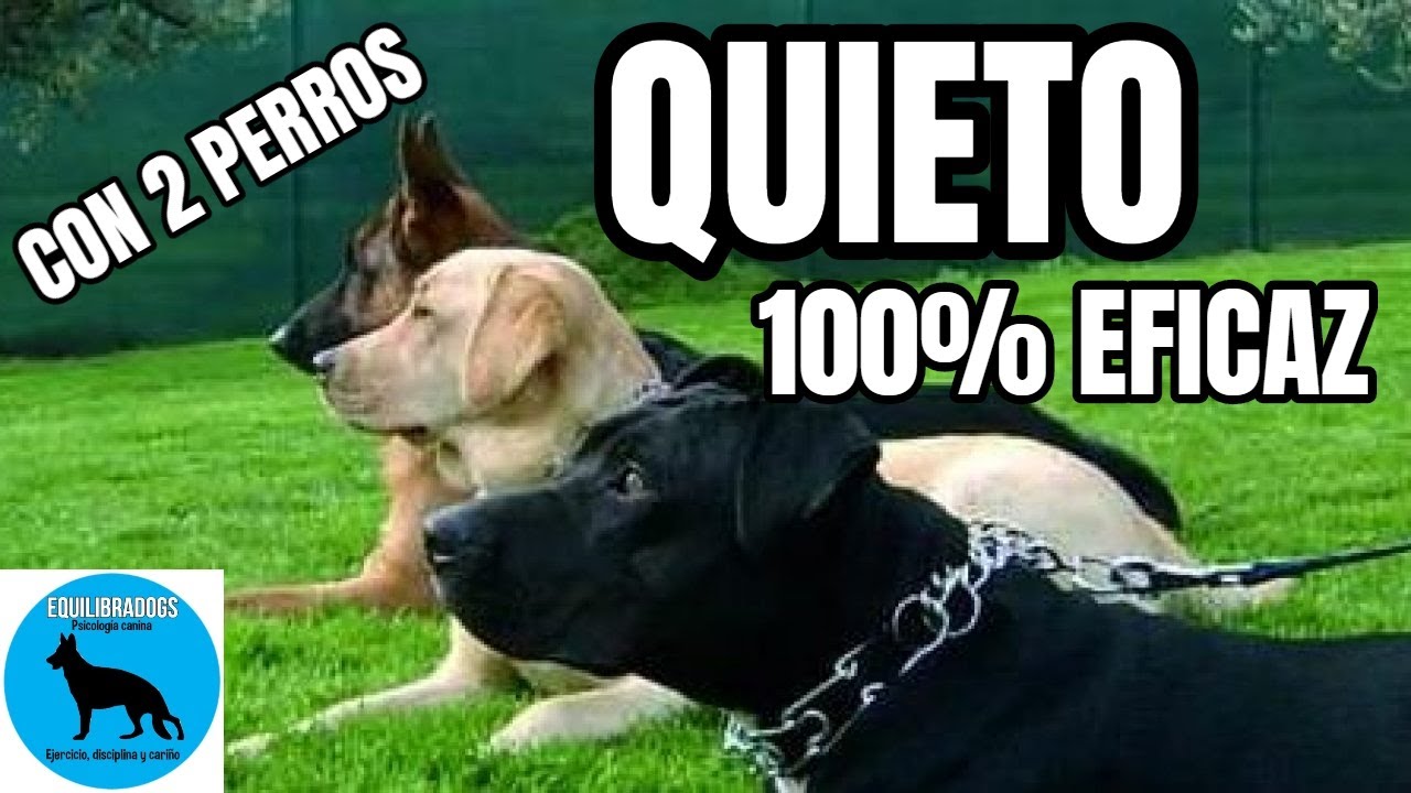 ¡QUIETO! 100% eficaz - Enseña a tu perro a quedarse quieto
