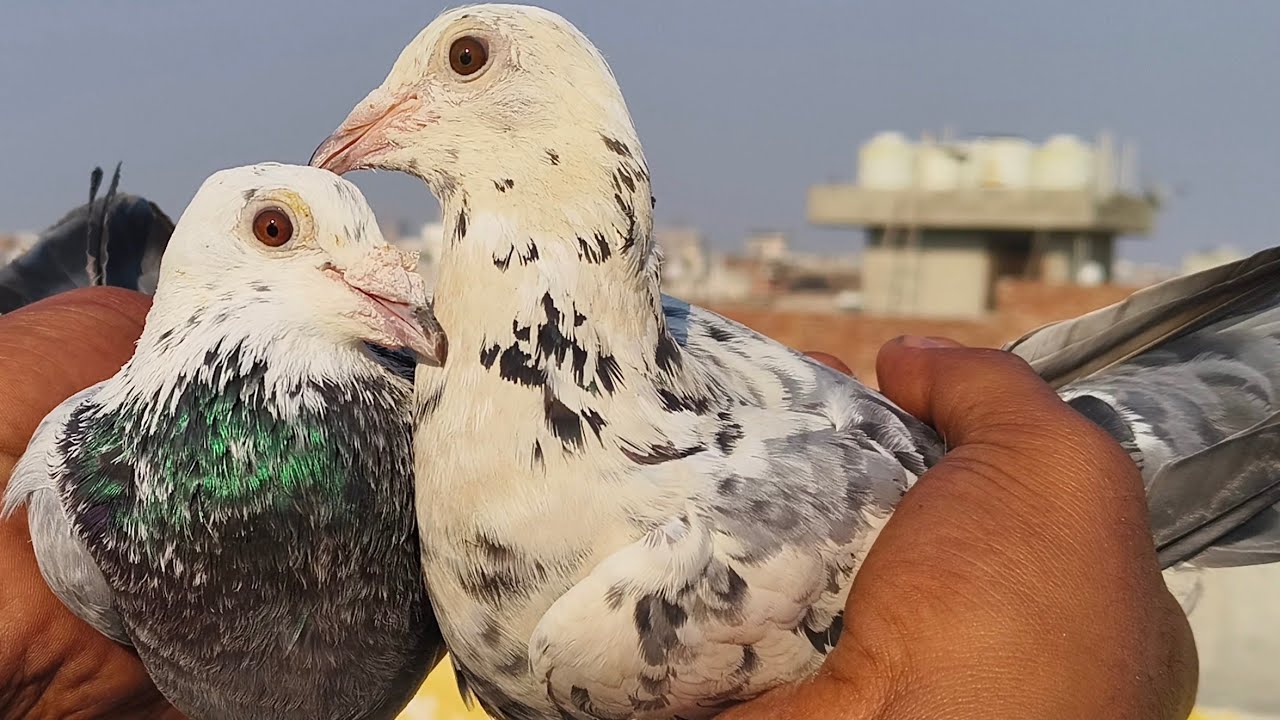 #इमरान भाई शहीद नगर वालों के कलपरे मद्रासी कबूतर #pigeon #birds #DR PIGEON CARE 