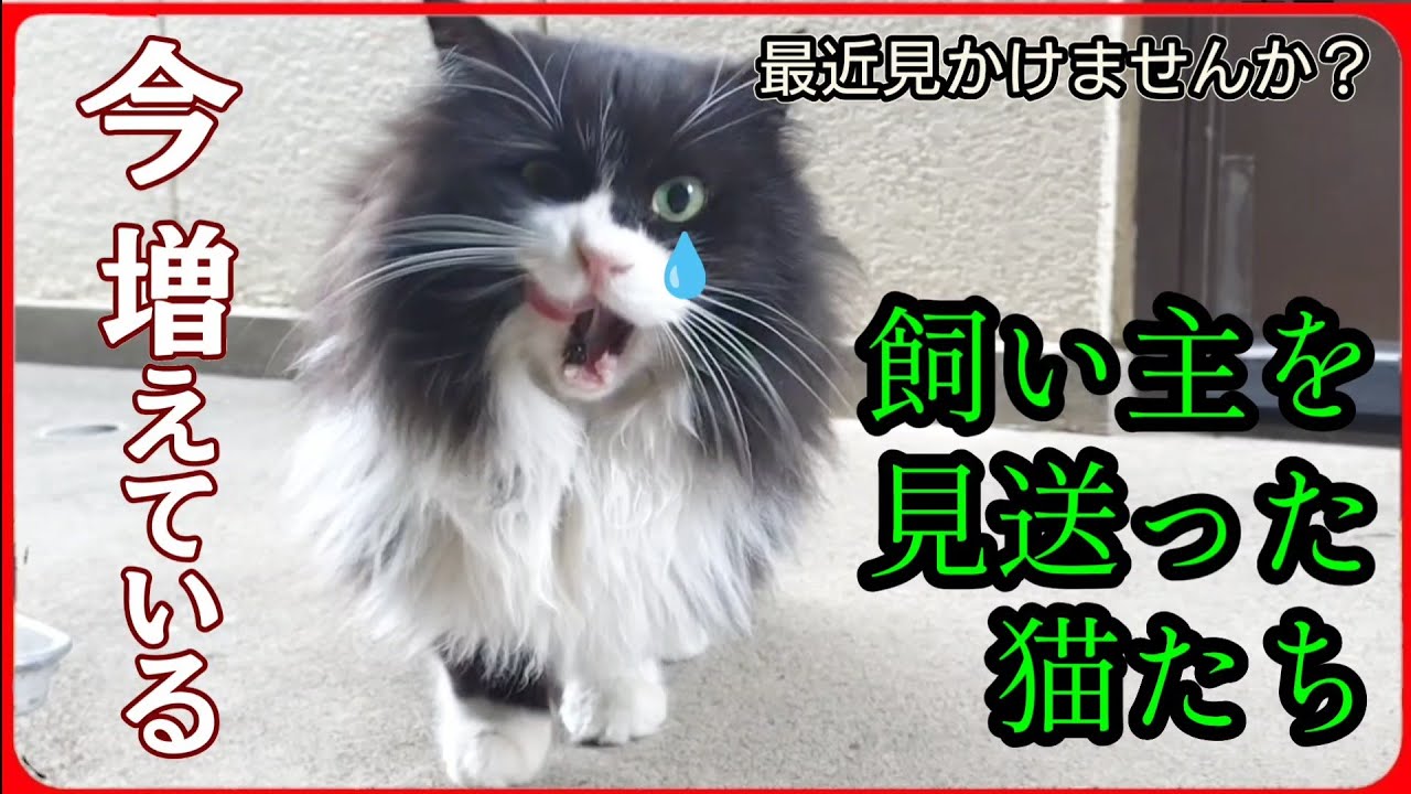 【飼い主を亡くした猫たち】この猫のお家のヒトも亡くなったようです。20260216、カラス＆四つ足クインテット（仮）