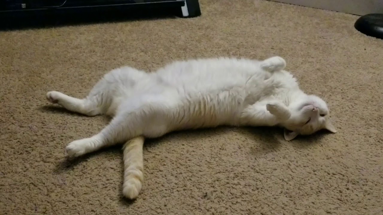 Mochi dreams