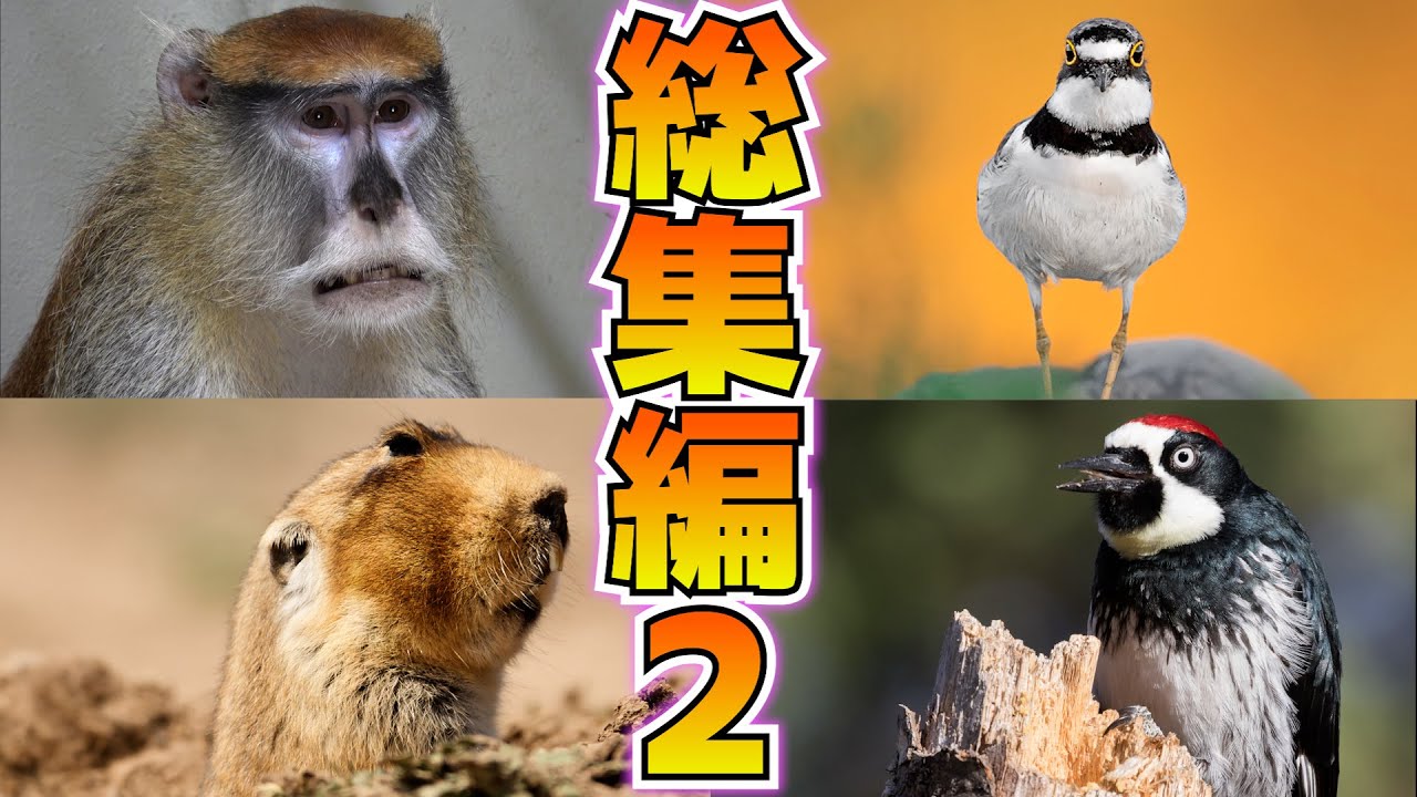 バチクソアニマル、みんな違ってみんないい【総集編２】