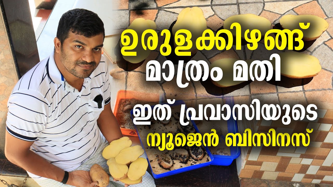 ഉരുളക്കിഴങ്ങ് മാത്രം മതി | ഇത് പ്രവാസിയുടെ ന്യൂജെൻ ബിസിനസ് | Low Budget Business Idea| Mealworm Farm