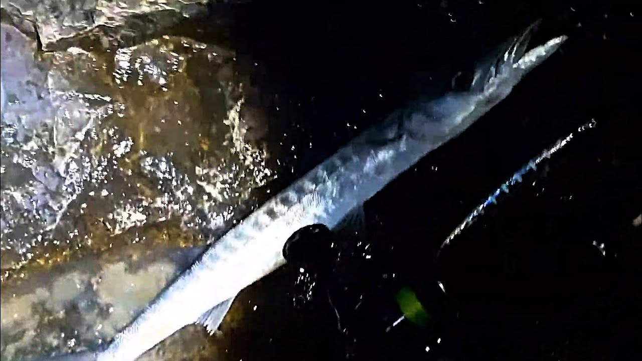 סרטון הדרכה -  ג'רג'ור לדגי ברקודה 🐟 🧜‍♂️