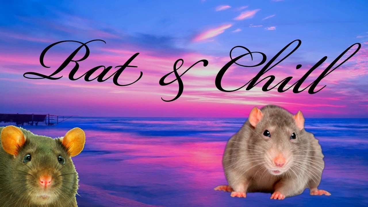 Rat & Chill