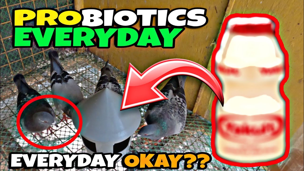 BINIGYAN NAMIN NG GOODBACTERIA MGA KALAPATI NAMIN - INUMIN KAYA NILA ANG PROBIOTICS ?