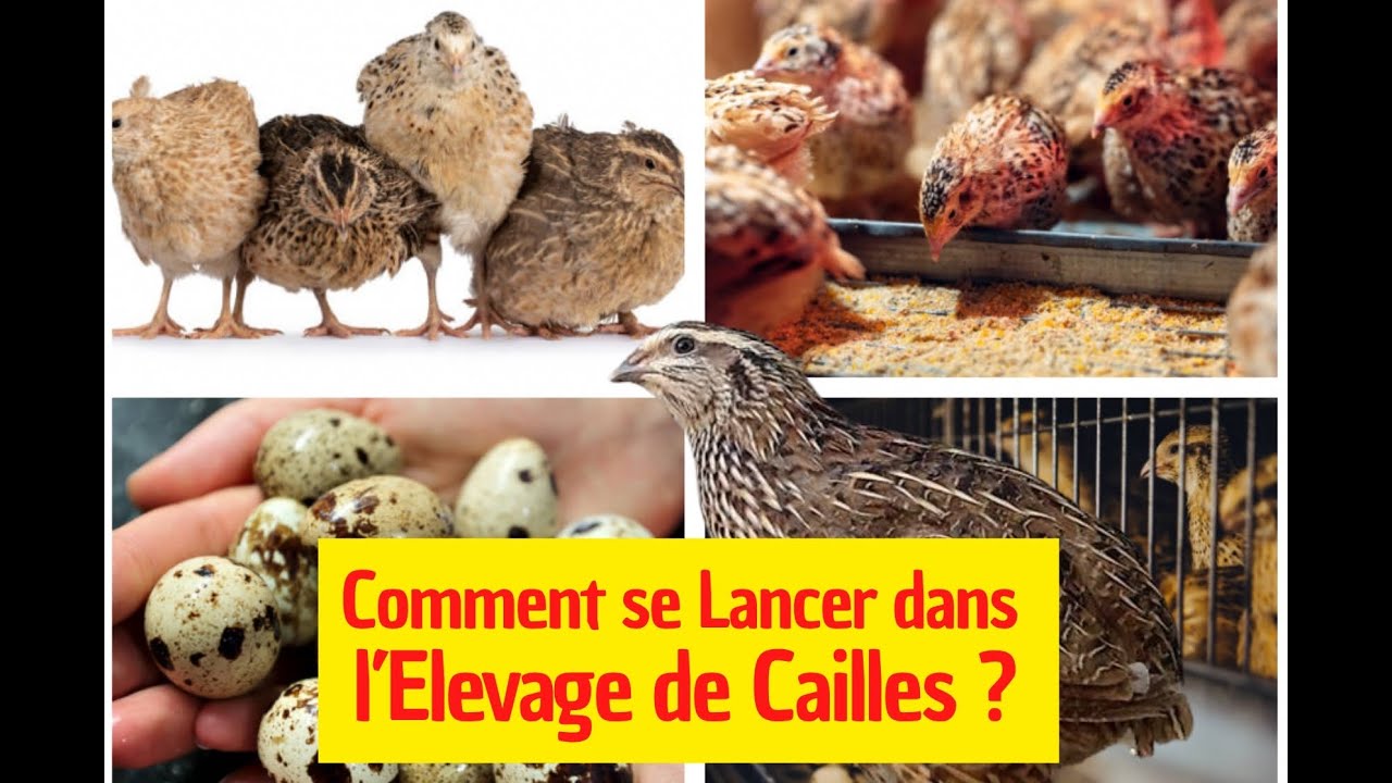 ELEVAGE DE CAILLES - Tu veux réussir cet Elevage en 2025 ? #agriculture #elevage