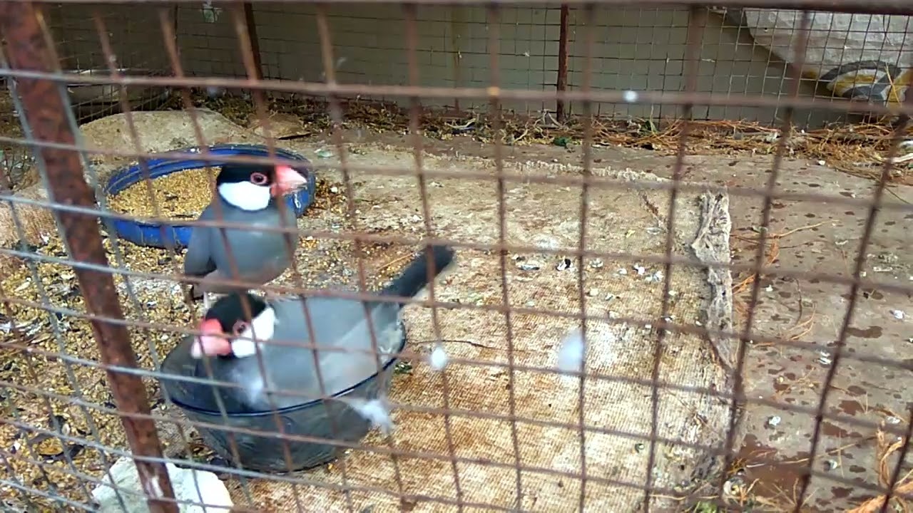 FarmHouse Aruha #cutebaby #birds #birdsounds