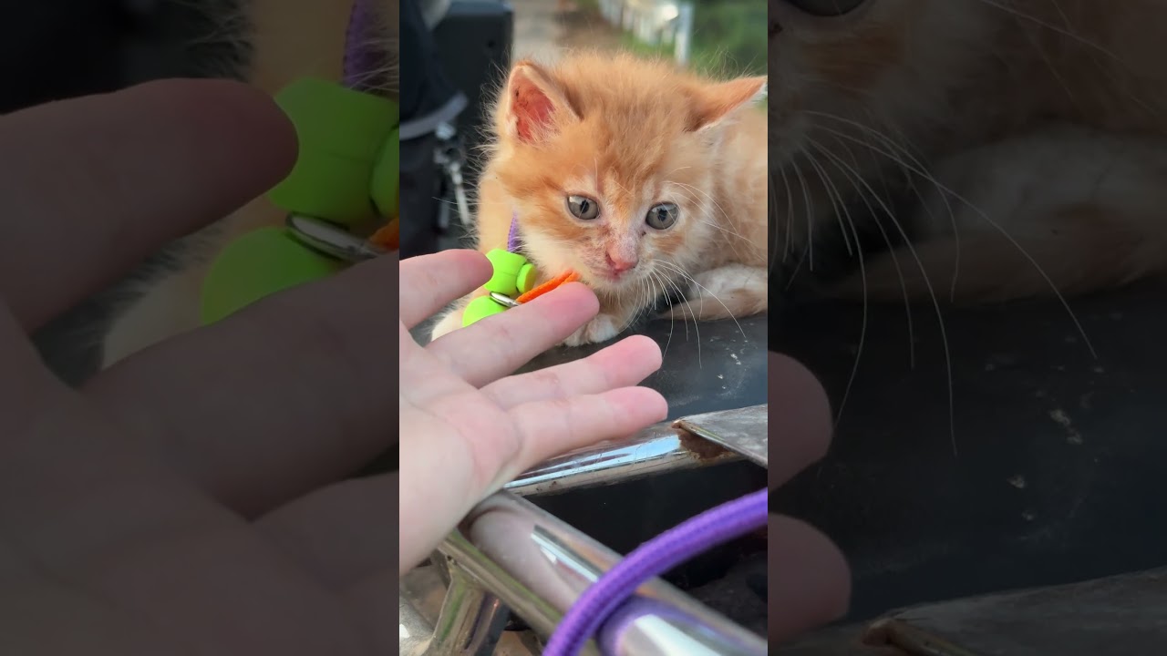 #kitten #rescueanimal #cat #loveranimal #pets