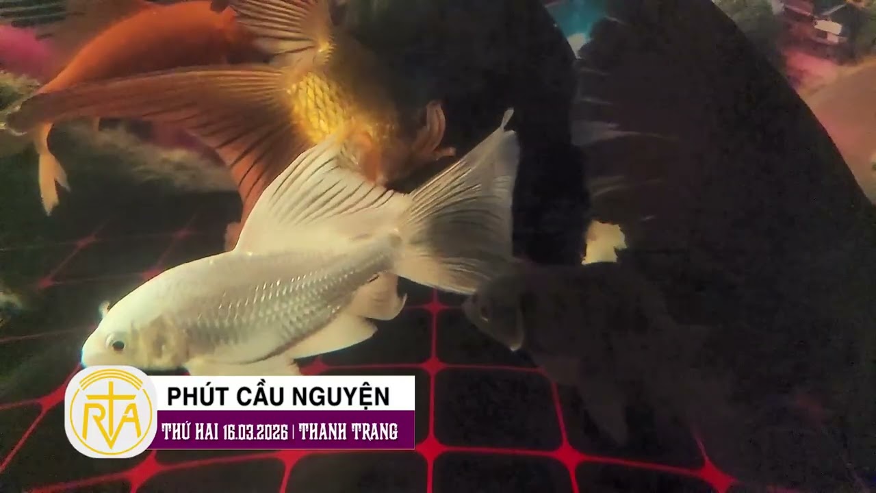 Phút Cầu Nguyện, Thứ Hai 16/03/2026: Dừng lại để gặp Chúa