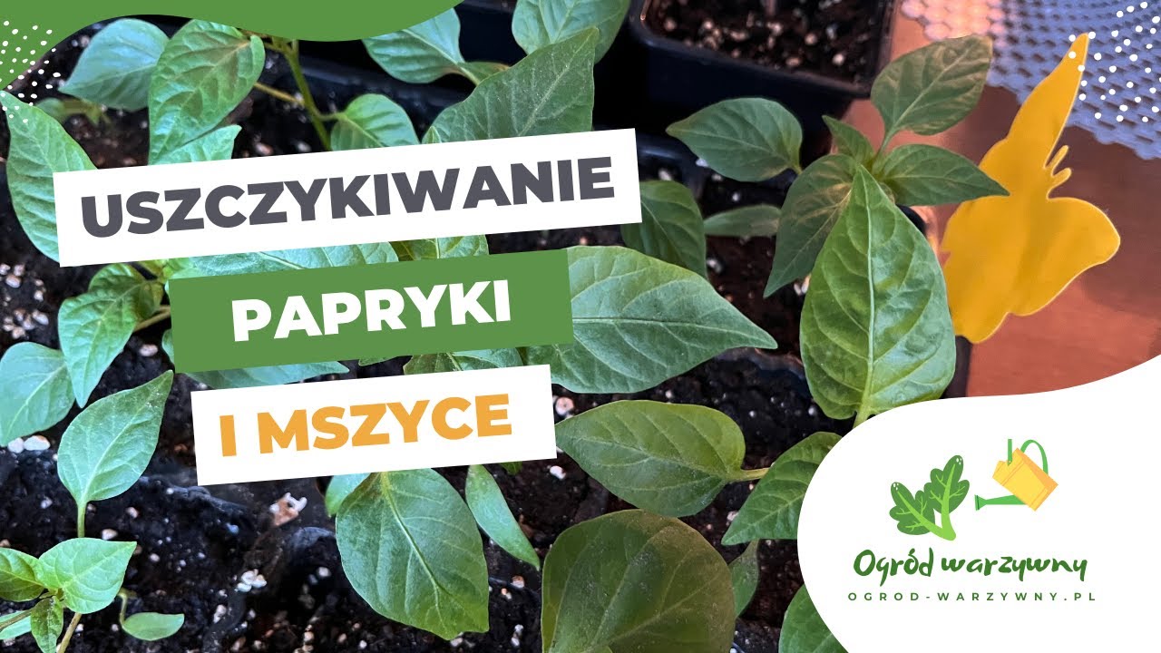 Uszczykiwanie papryki | Sposób na mszyce