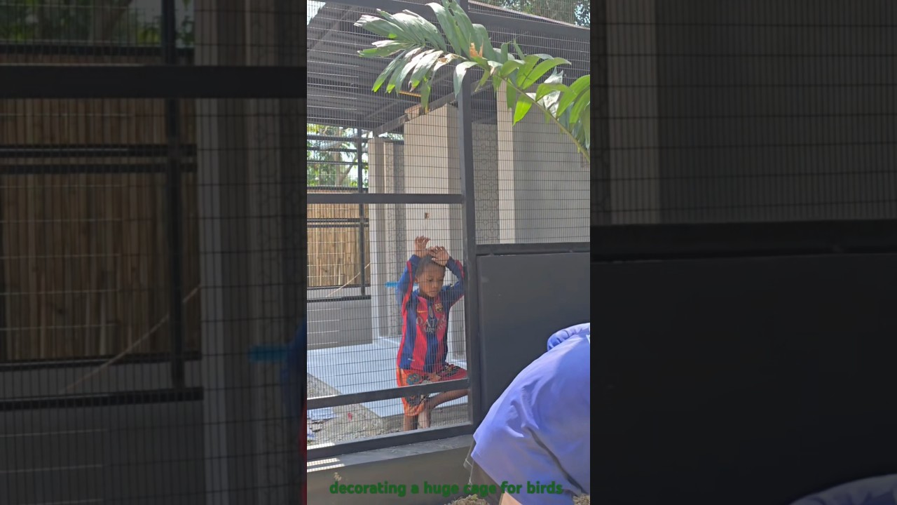 Decorating,building a big aviary for parrots Part 2 