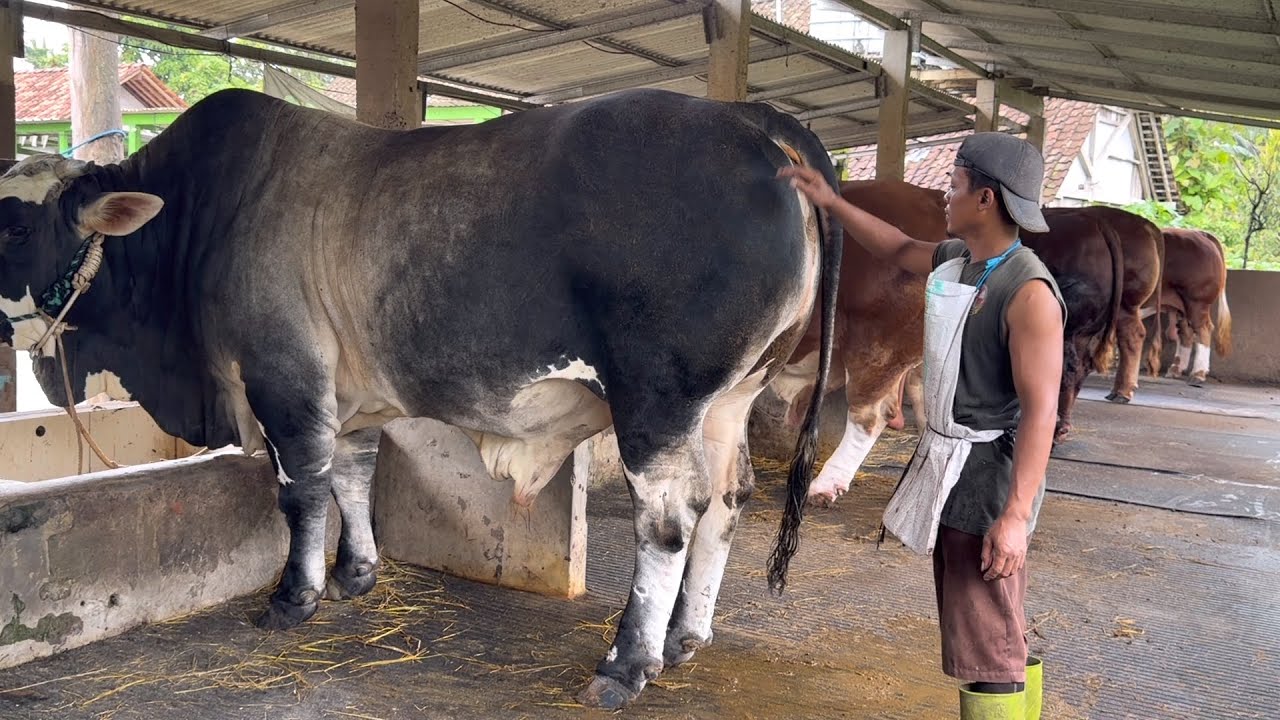 ABSEN SAPI MONSTER TERBESAR KP, siap kontes barat 🔥🔥