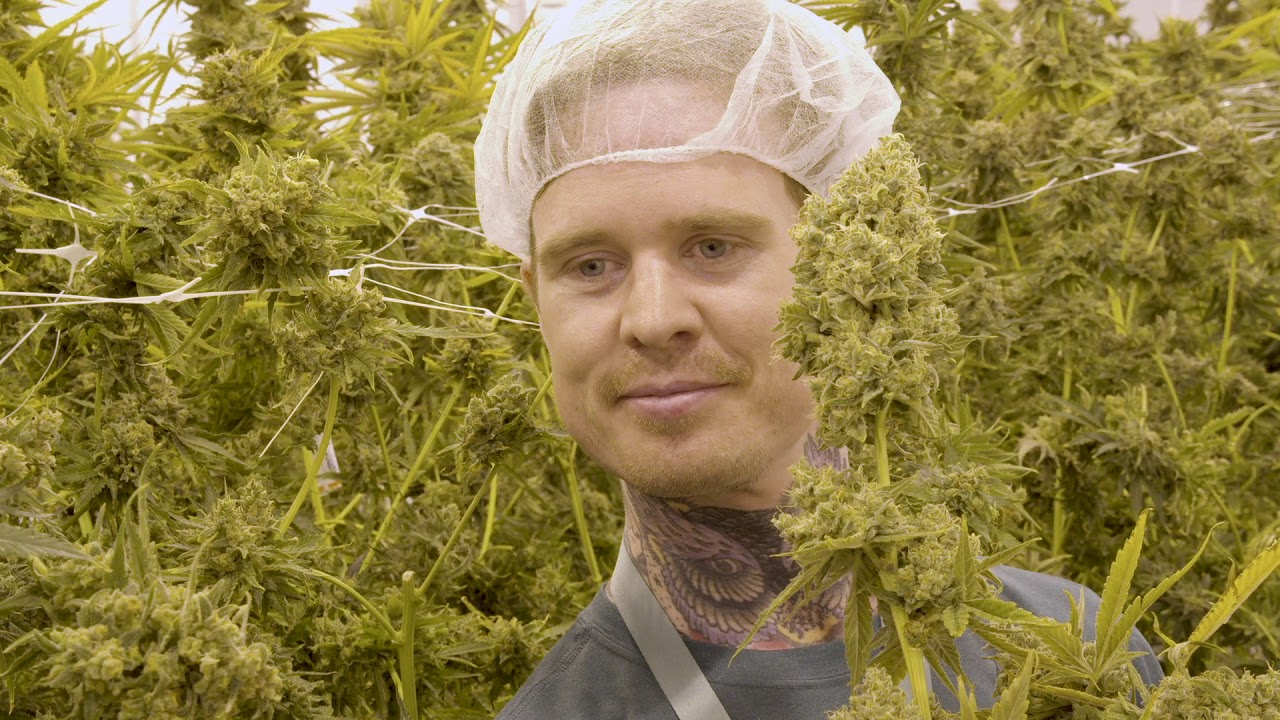 What's the best thing about being a Cannabis Grower at Curaleaf?