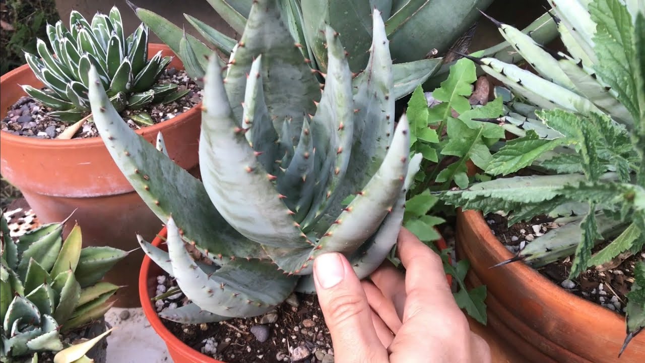 ALOES y AGAVES RAROS de mi COLECCIÓN de plantas