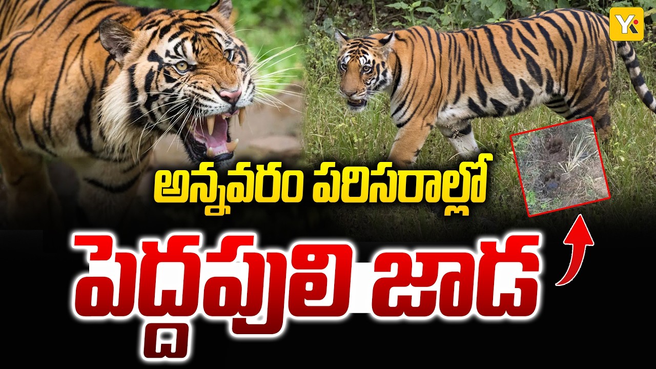 అమ్మ బాబోయ్..పెద్దపులి | Tiger Hulchal In Annavaram | YK TV Network
