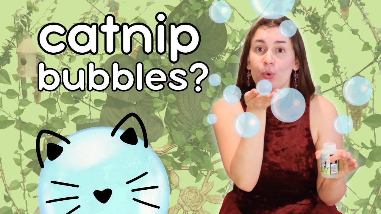I tried blowing bubbles for my cats