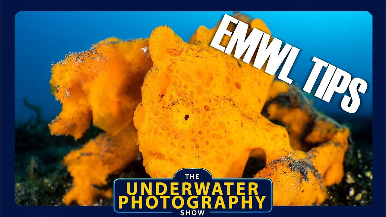 Tips For Buying And Shooting Nauticam's EMWL lens