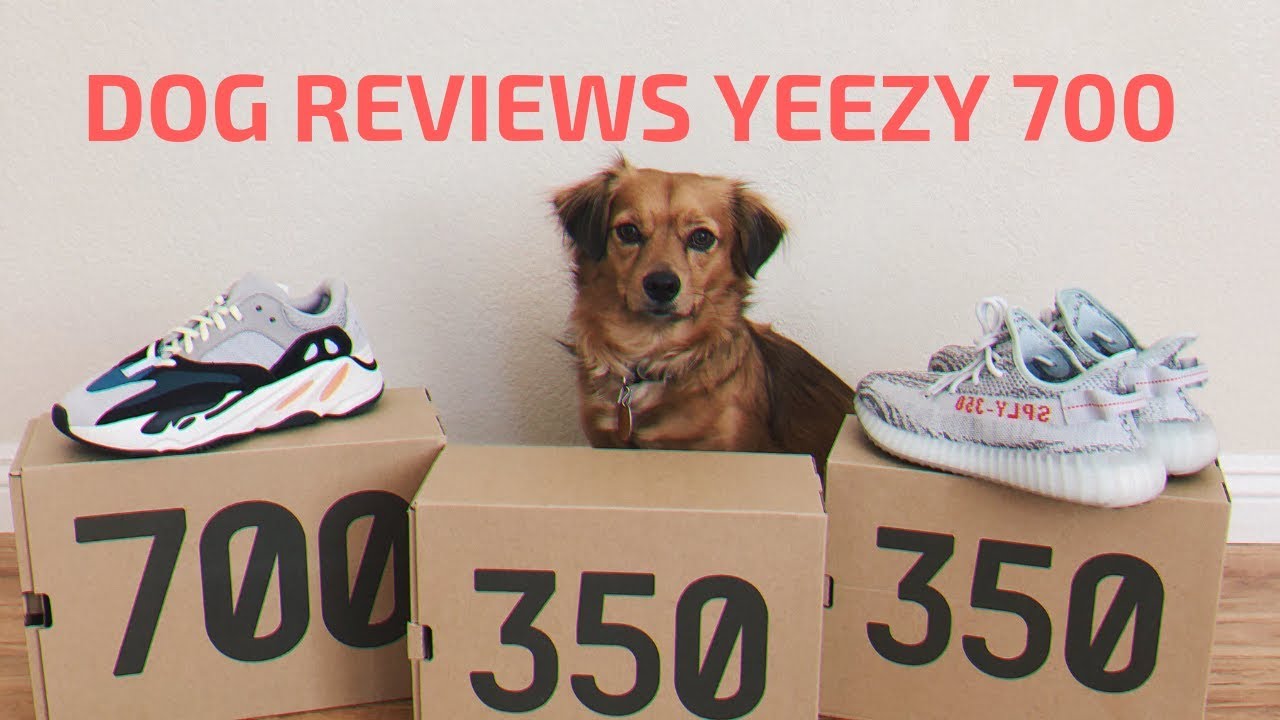 Adidas Yeezy 700 Wave Runner Review by a DOG?!