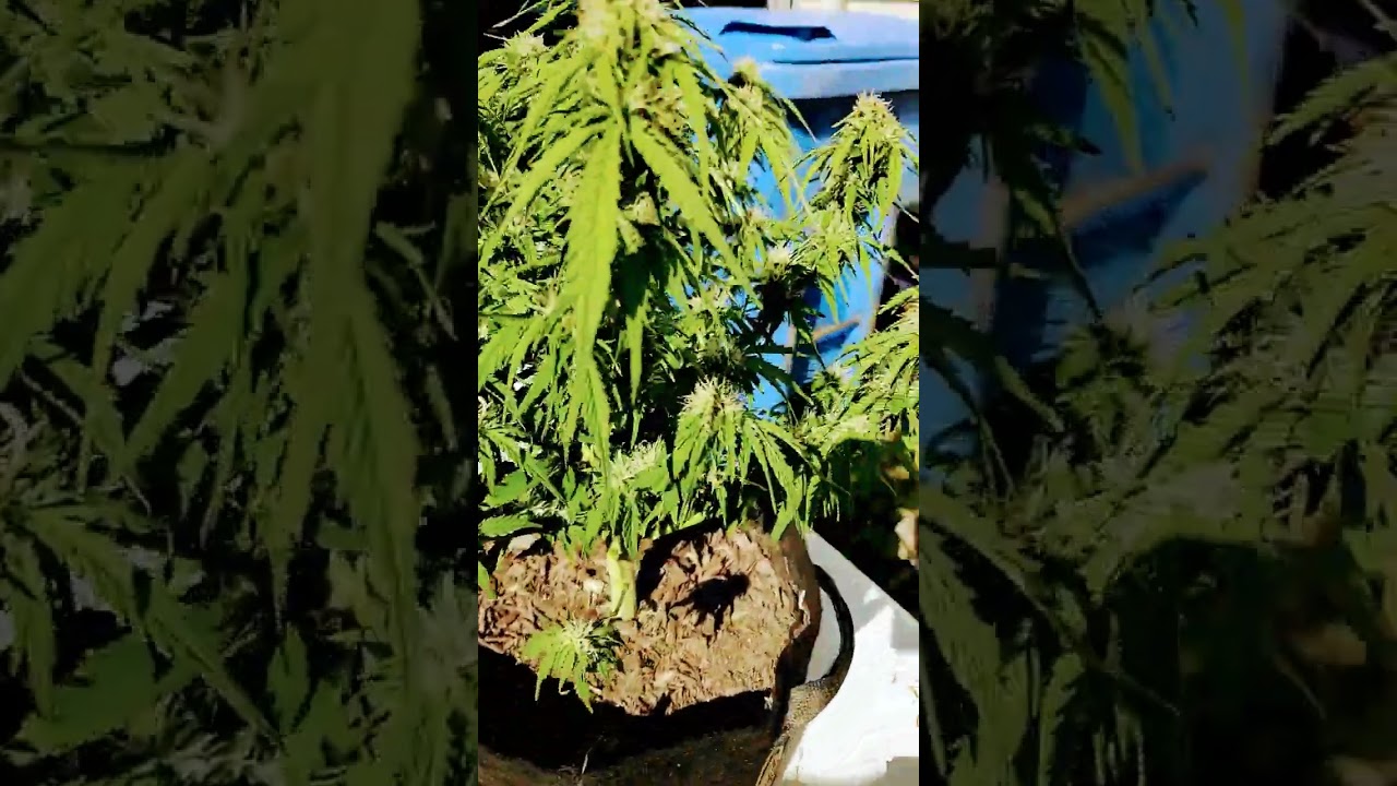 purple punch 👊 update