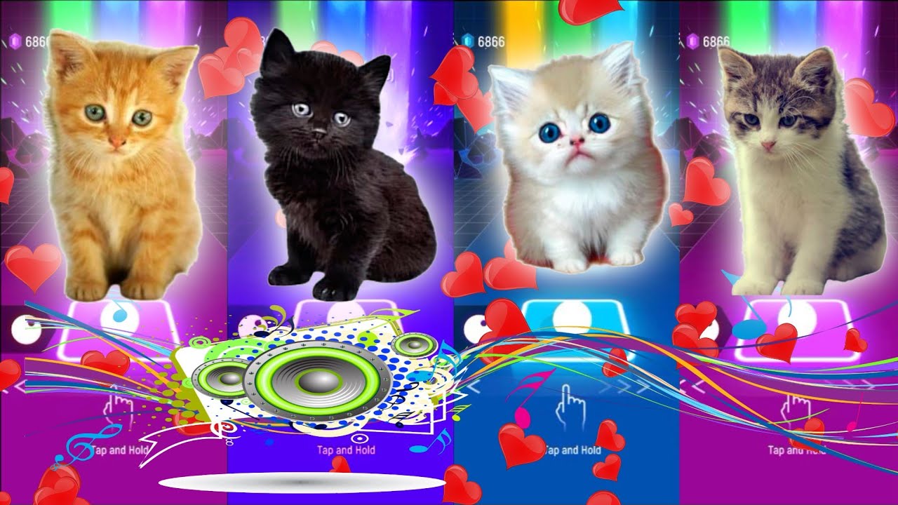 Cute kitties Jisoo Flower, Mary Had A Little Lamb, Jennie Solo, Fifty Fifty Cupid