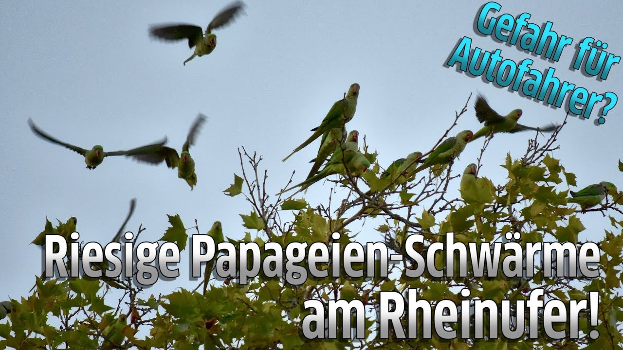 K&ouml;ln: Riesige Papageien-Schw&auml;rme am Rheinufer auf H&ouml;he Musical Dome