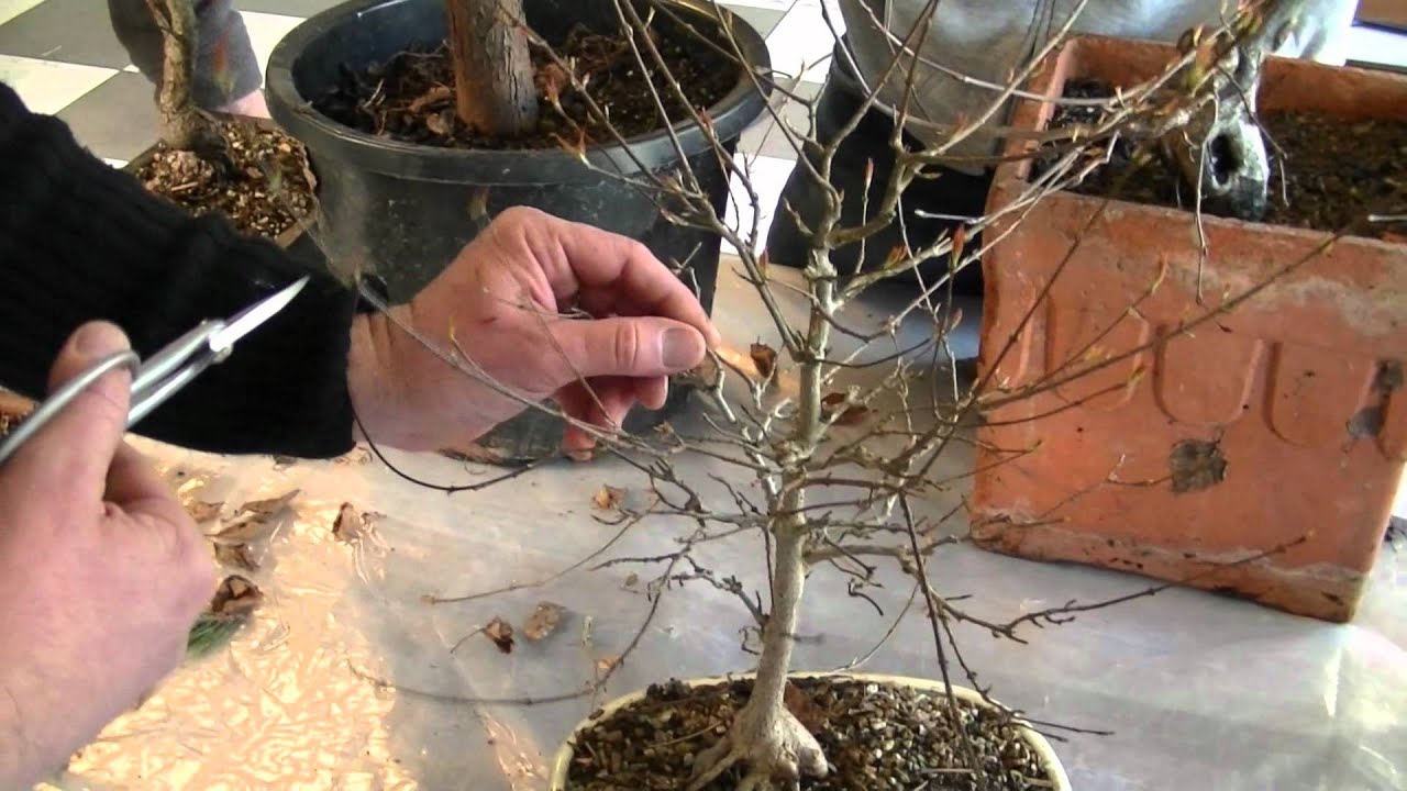 (HD89) L'arbre et le geste avec Thierry FONT / Vidéo11