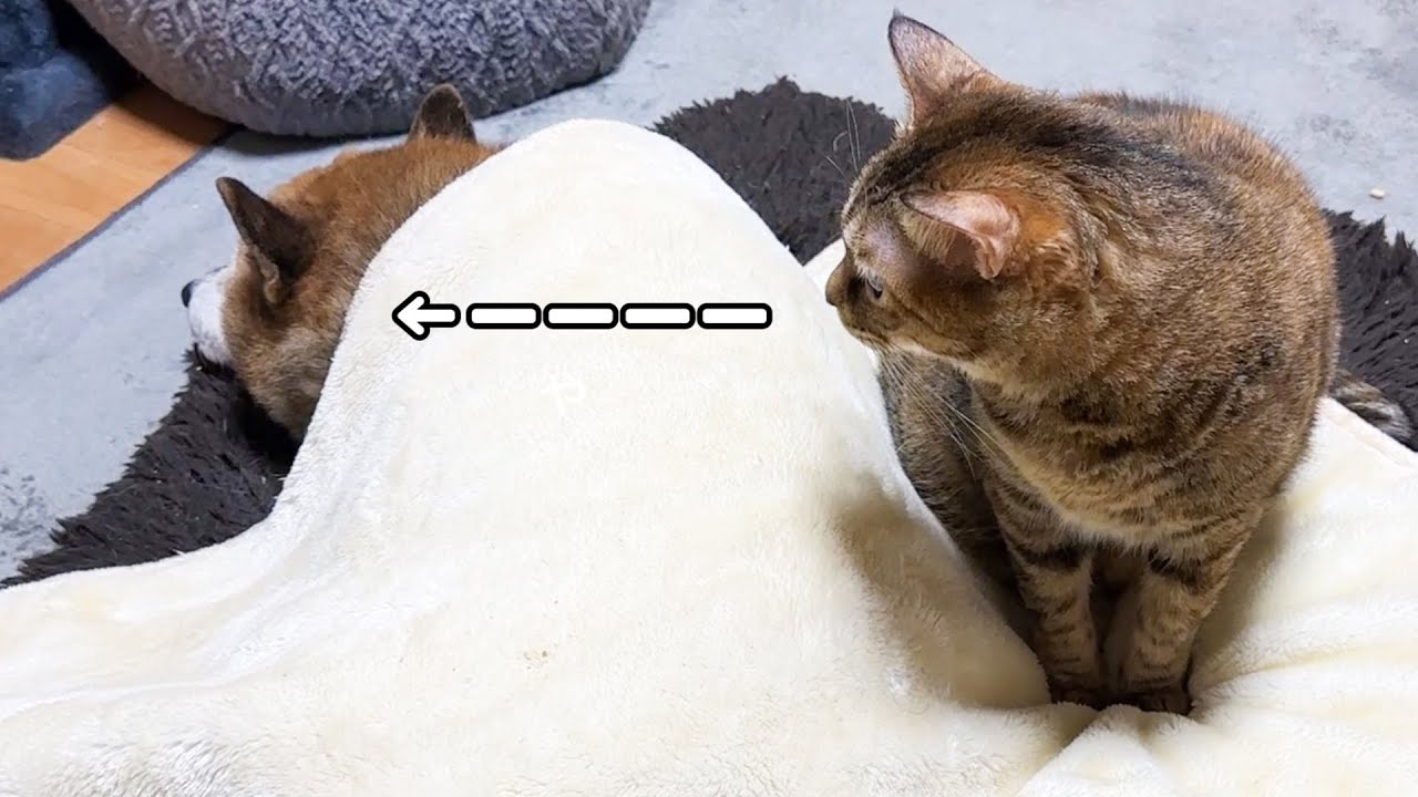もふもふ好きの猫の大胆な行動のおかげでこうなりました!