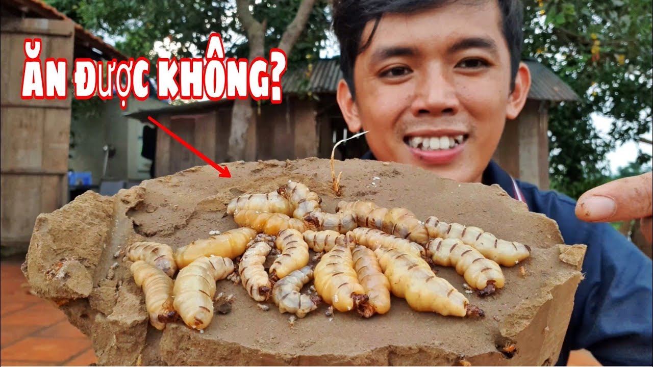CON MỐI CH&Uacute;A ăn được kh&ocirc;ng? Thử Th&aacute;ch Đ&agrave;o & Ăn Mối Ch&uacute;a