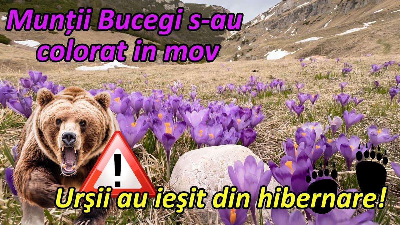 S-au COLORAT in mov Muntii Bucegi, TRASEUL catre Cascada Doamnei, aprilie 2025 #mountains #nature