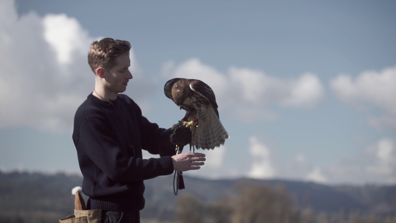 Falconry in the Modern World