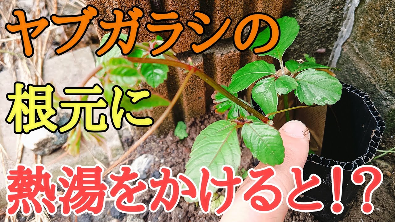 雑草対策｜熱湯でヤブガラシの根茎は枯れるのか！？
