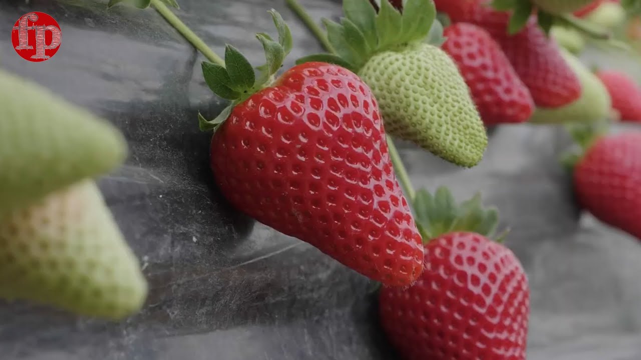 Il futuro della ricerca nel mondo delle fragole