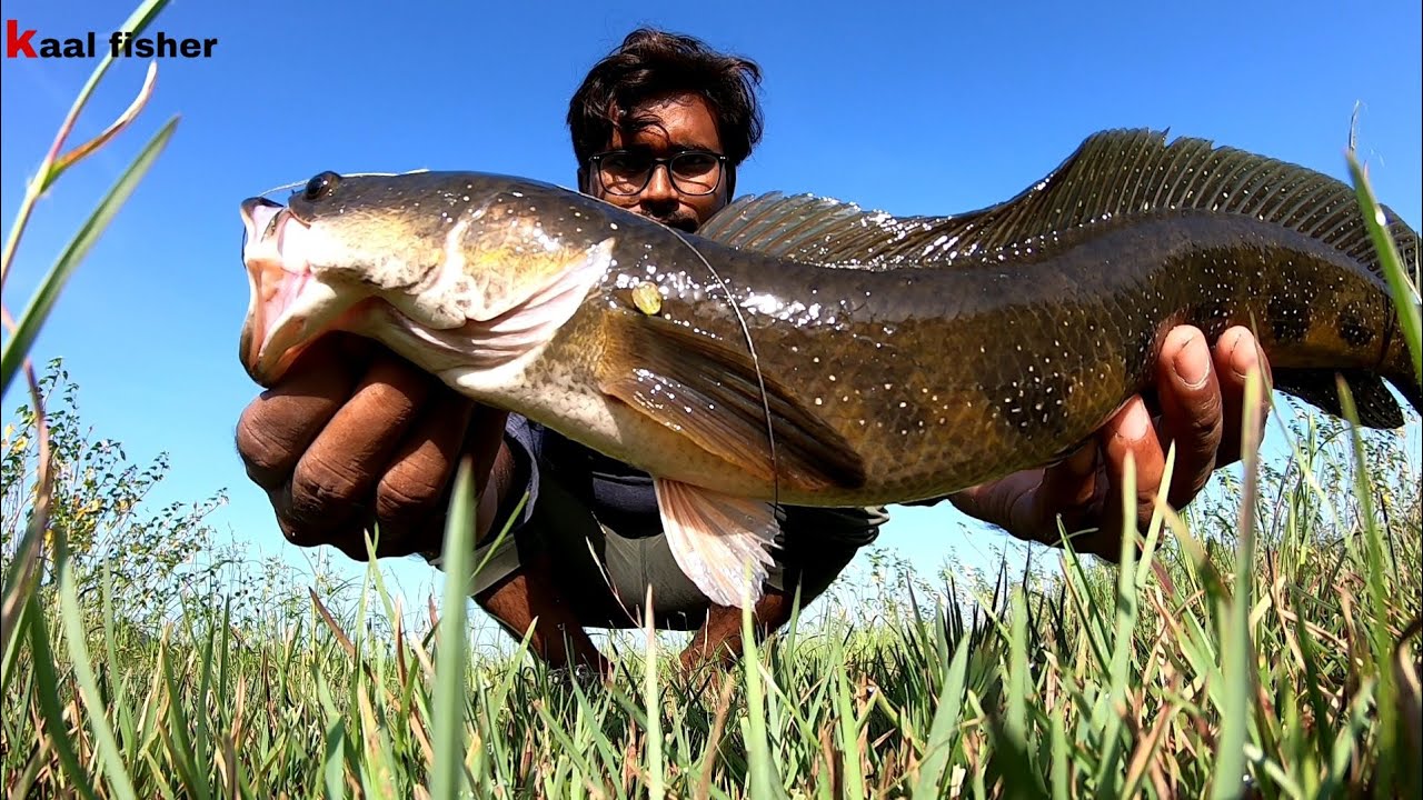 Murrel fish hunting || snakehead fish catching
