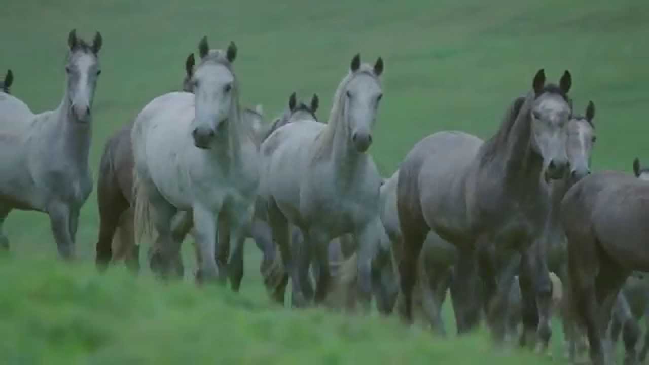 Classical horsemanship and the High School of the Spanish Riding School Vienna