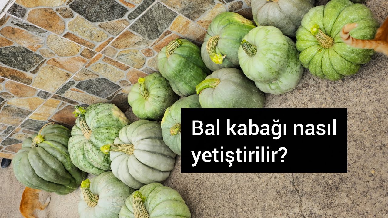 Bal kabağı nasıl yetiştirilir?